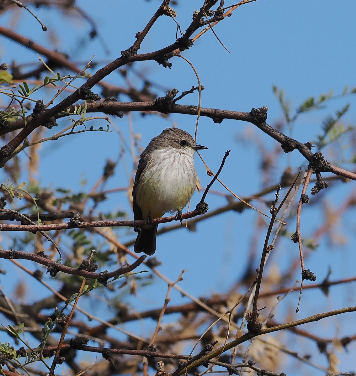 Vermilion Flycatcher - ML646216887