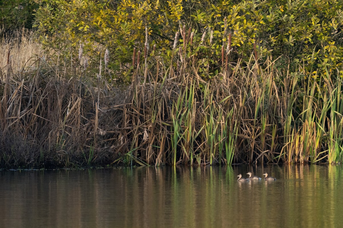 Little Grebe - ML646216893