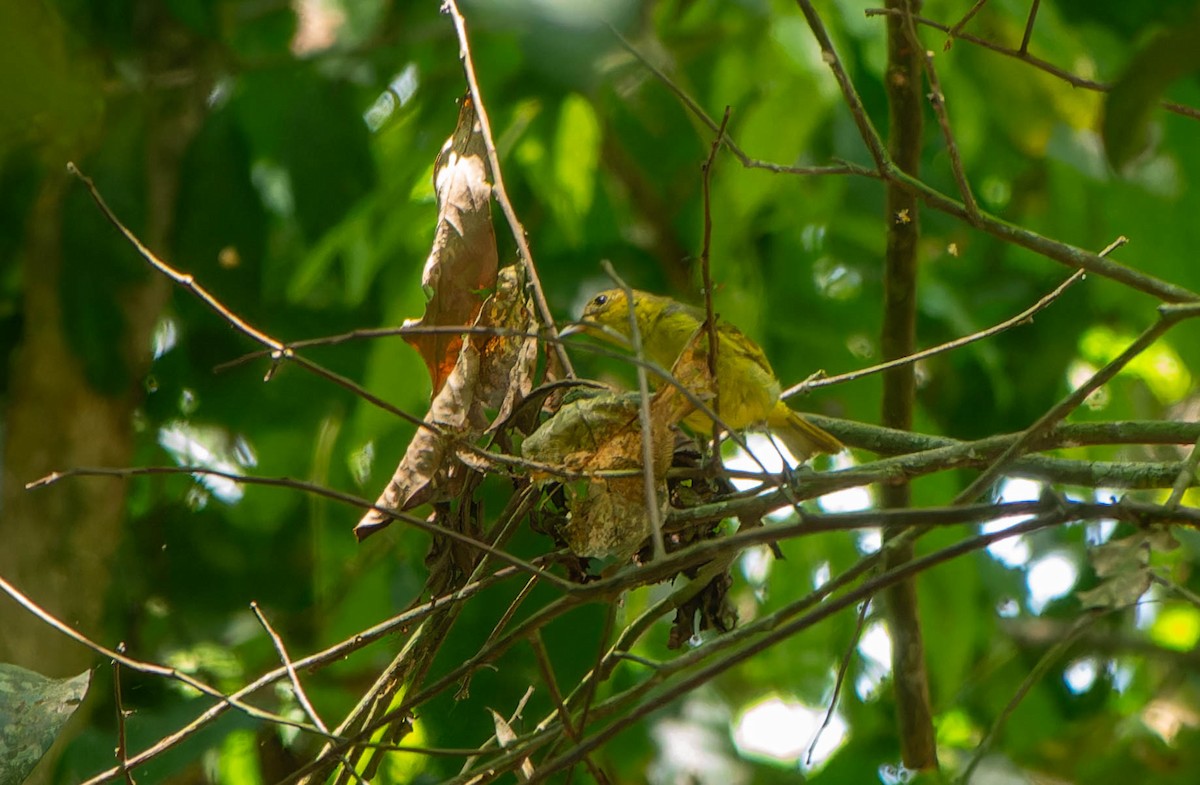 Yellow-backed Tanager - ML646216898