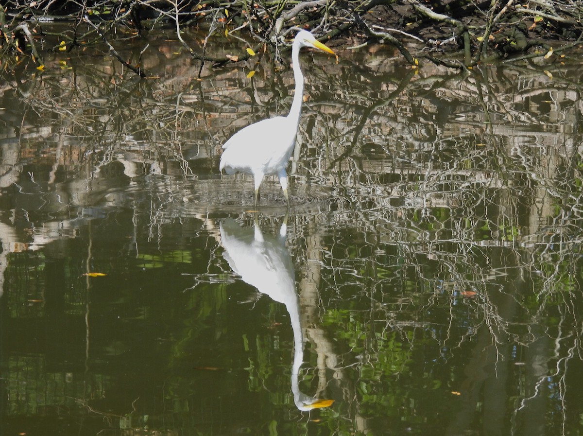 Koartza zuria - ML646216899