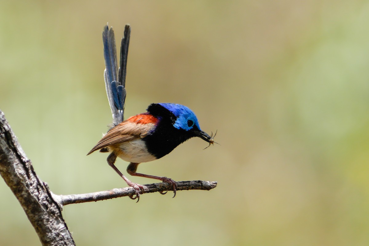 Variegated Fairywren - ML646216906