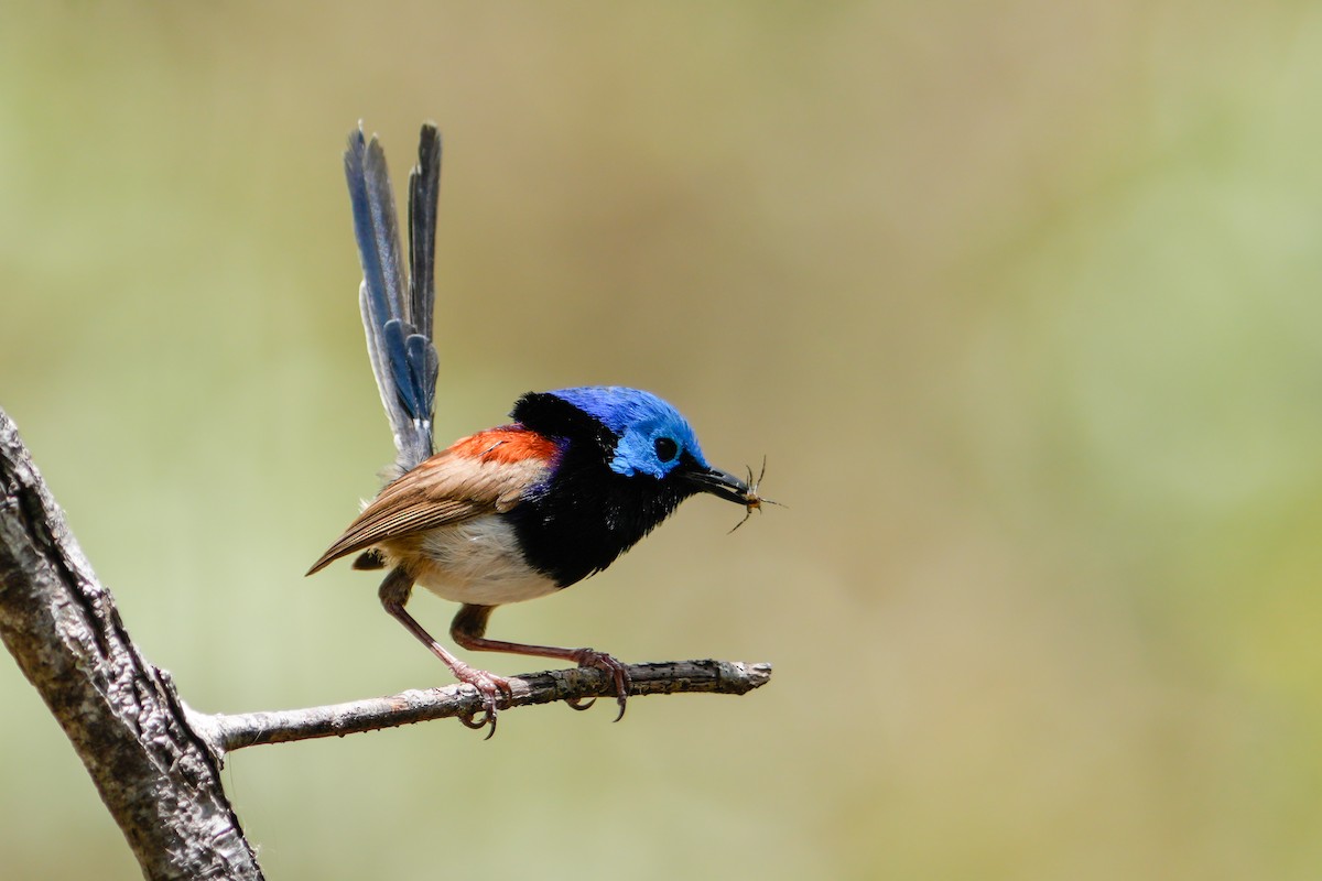 Variegated Fairywren - ML646216907