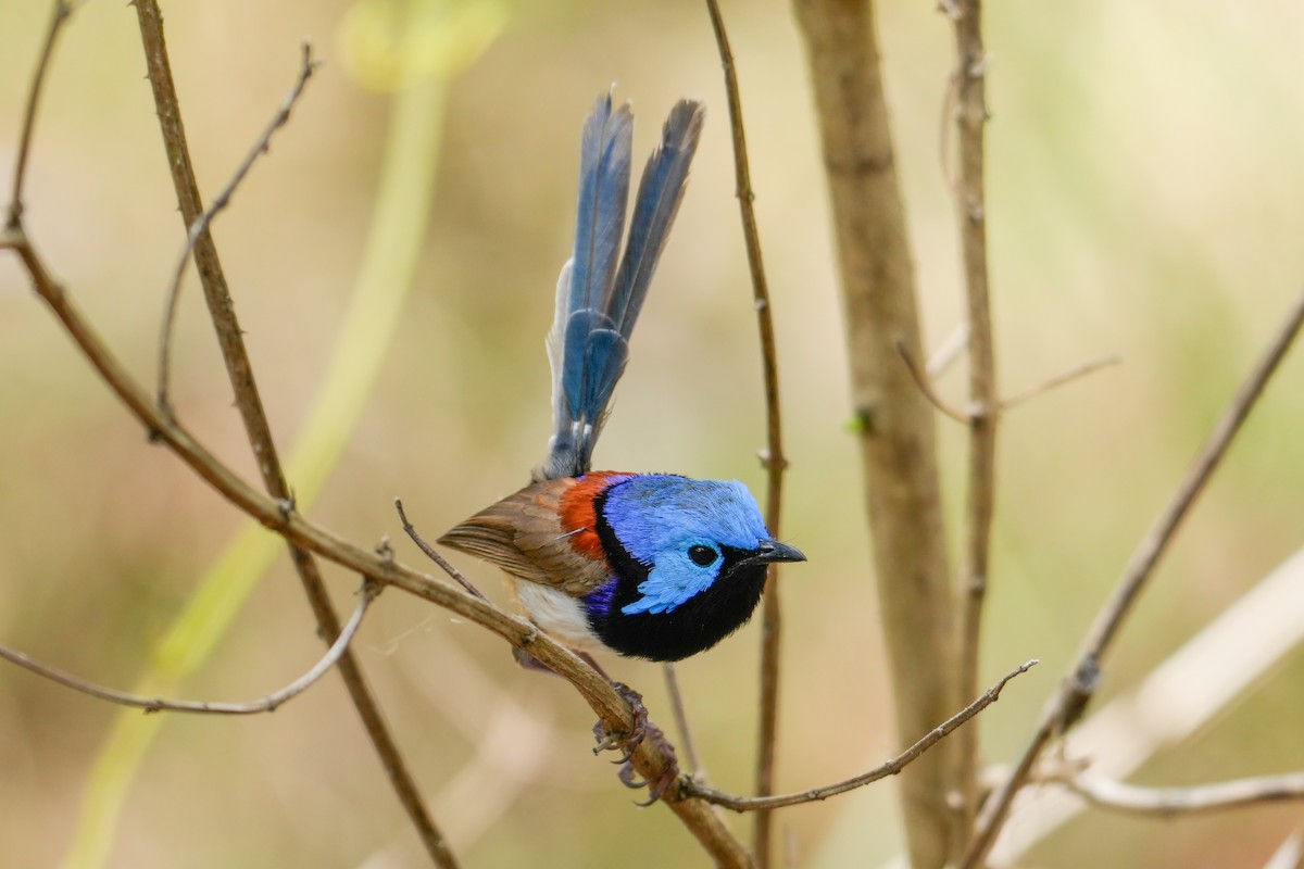 Variegated Fairywren - ML646216908