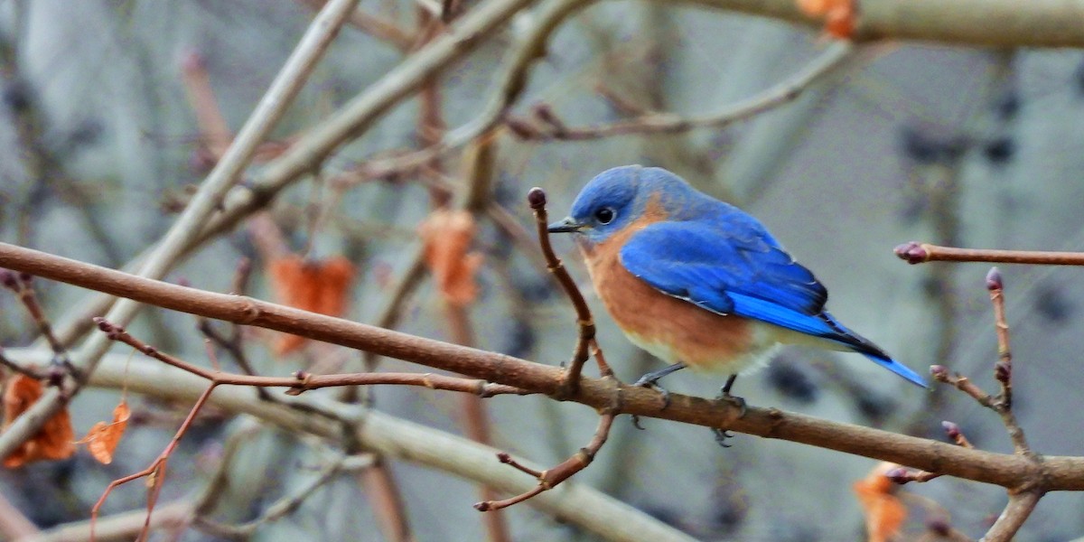 Блакитник східний - ML646216913