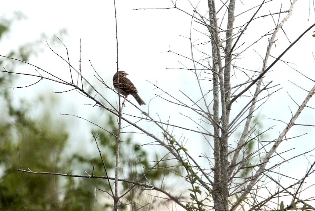 Chingolo Coliblanco - ML646216938