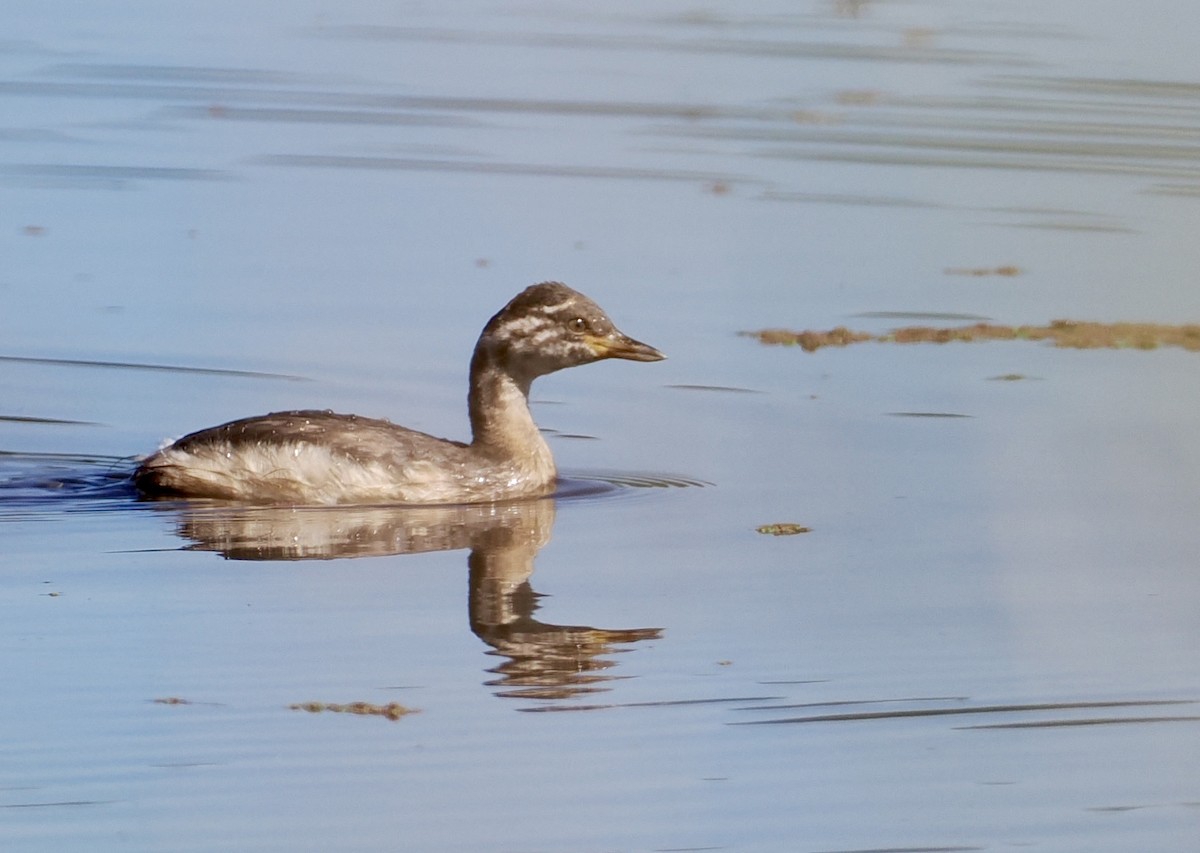 Австралийская поганка - ML646216939