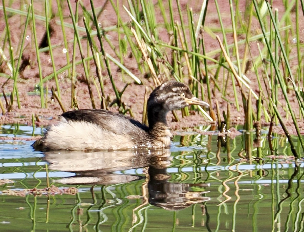Австралийская поганка - ML646216940
