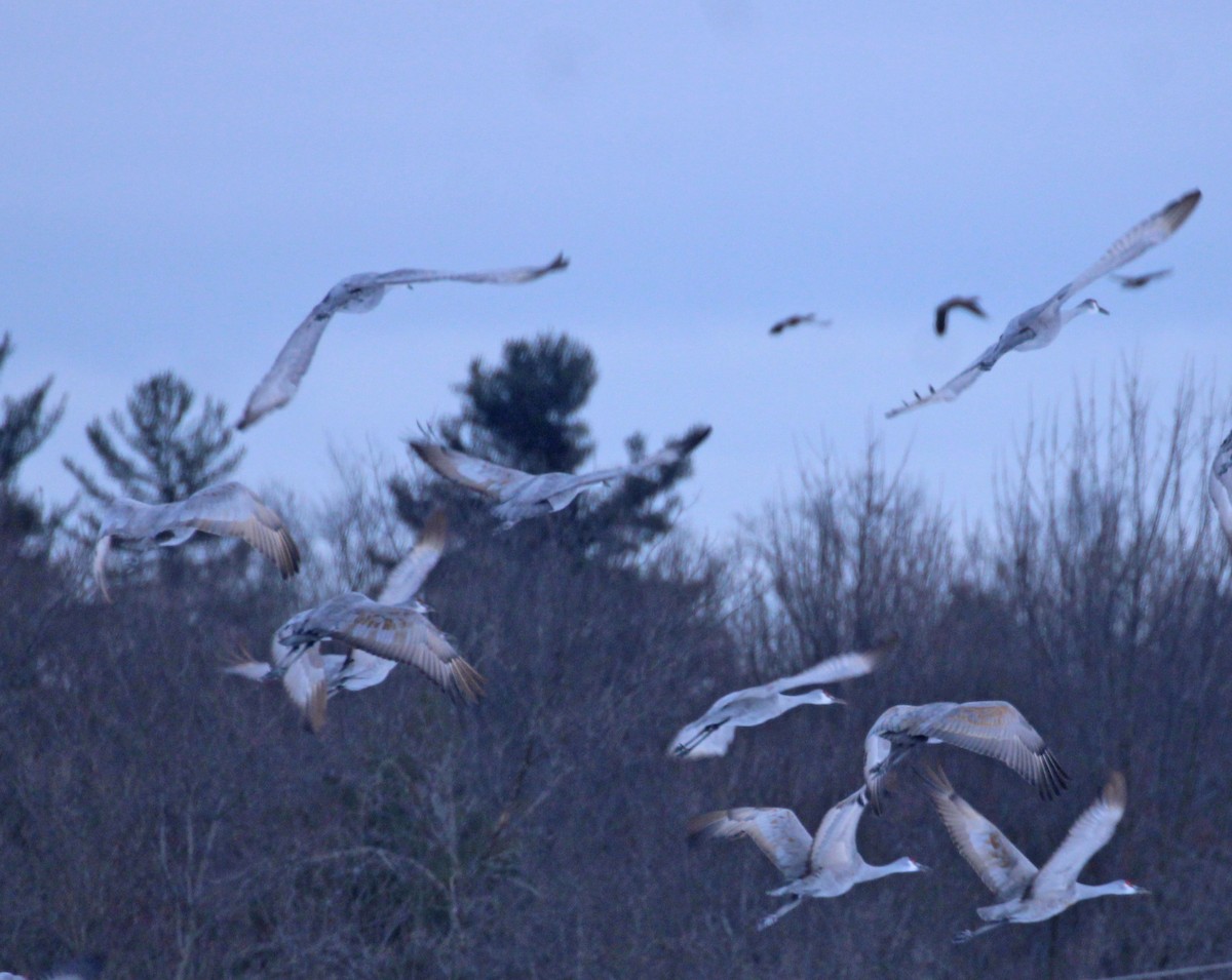 Kanadakranich - ML646216942