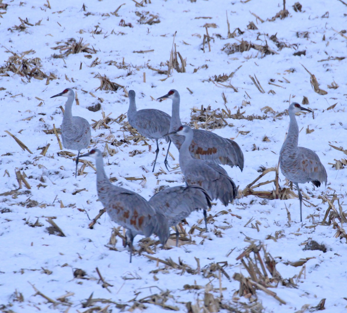 Kanadakranich - ML646216943