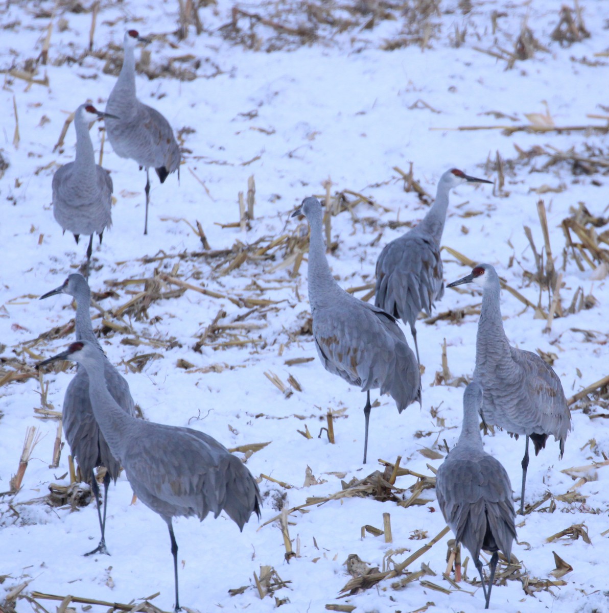 Kanadakranich - ML646216944