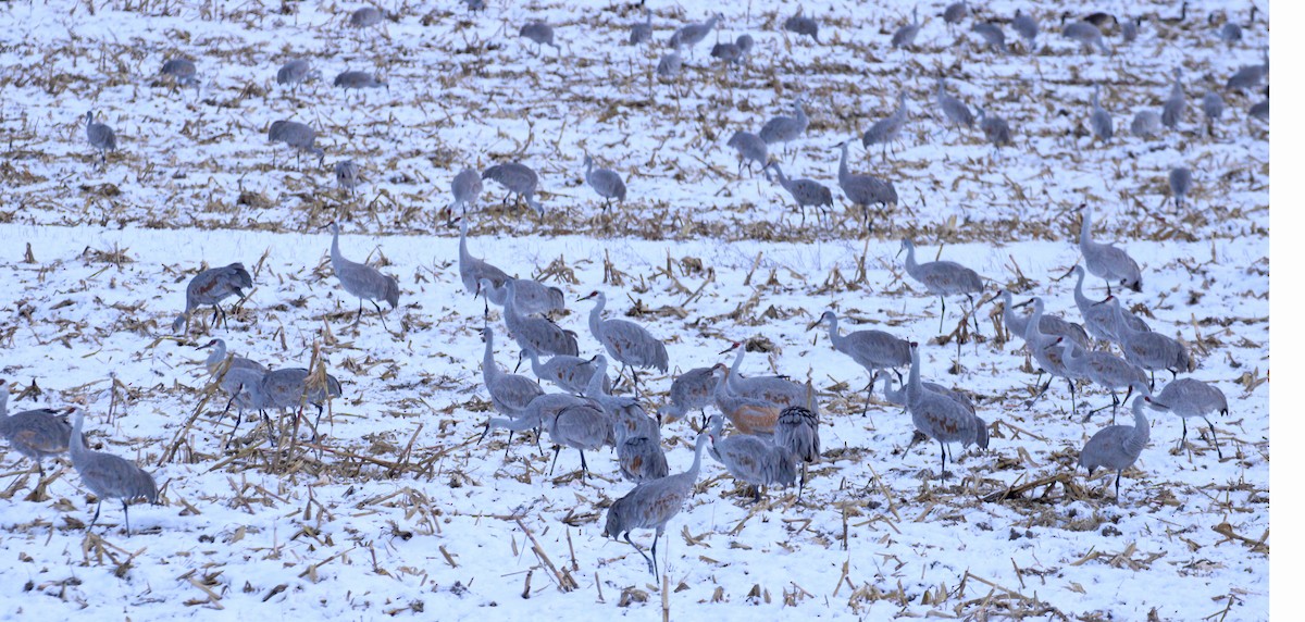 Kanadakranich - ML646216945