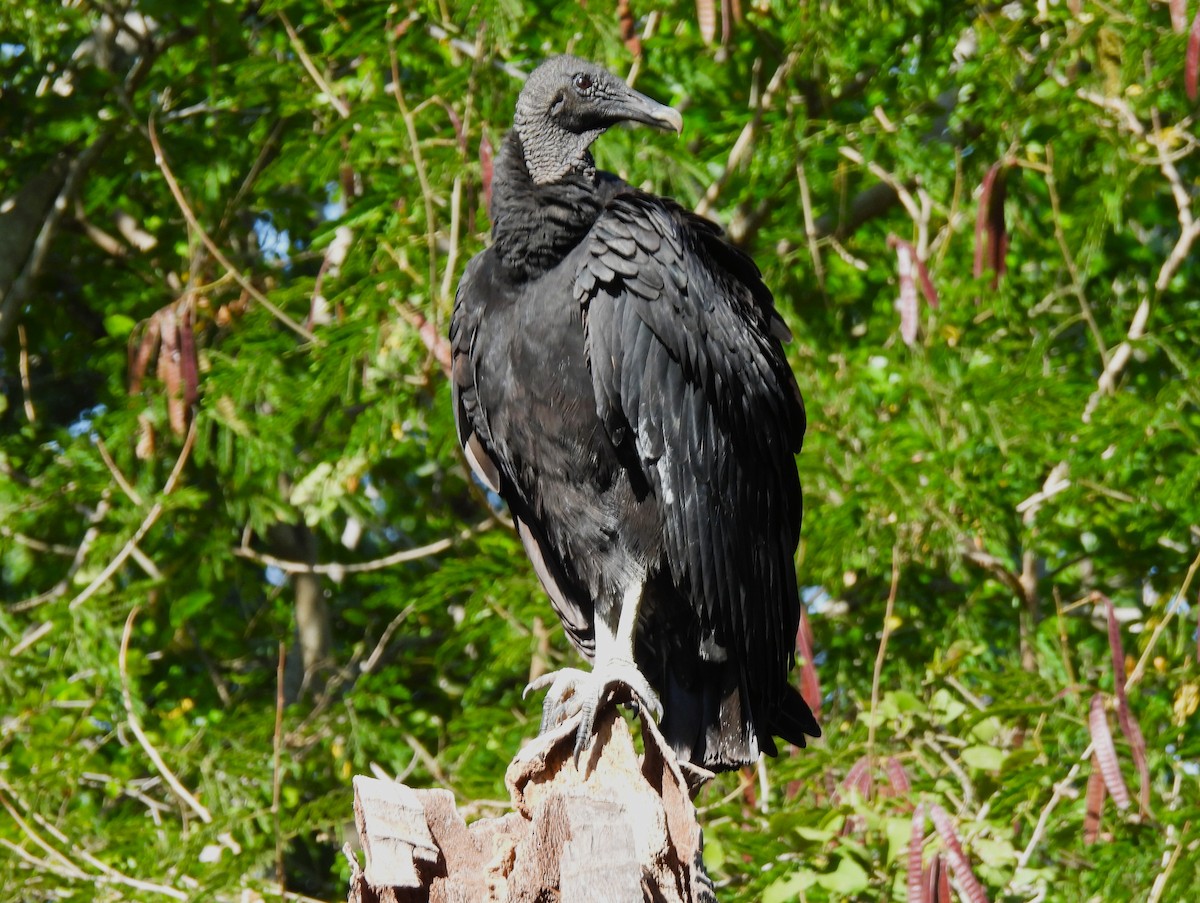 Black Vulture - ML646216946