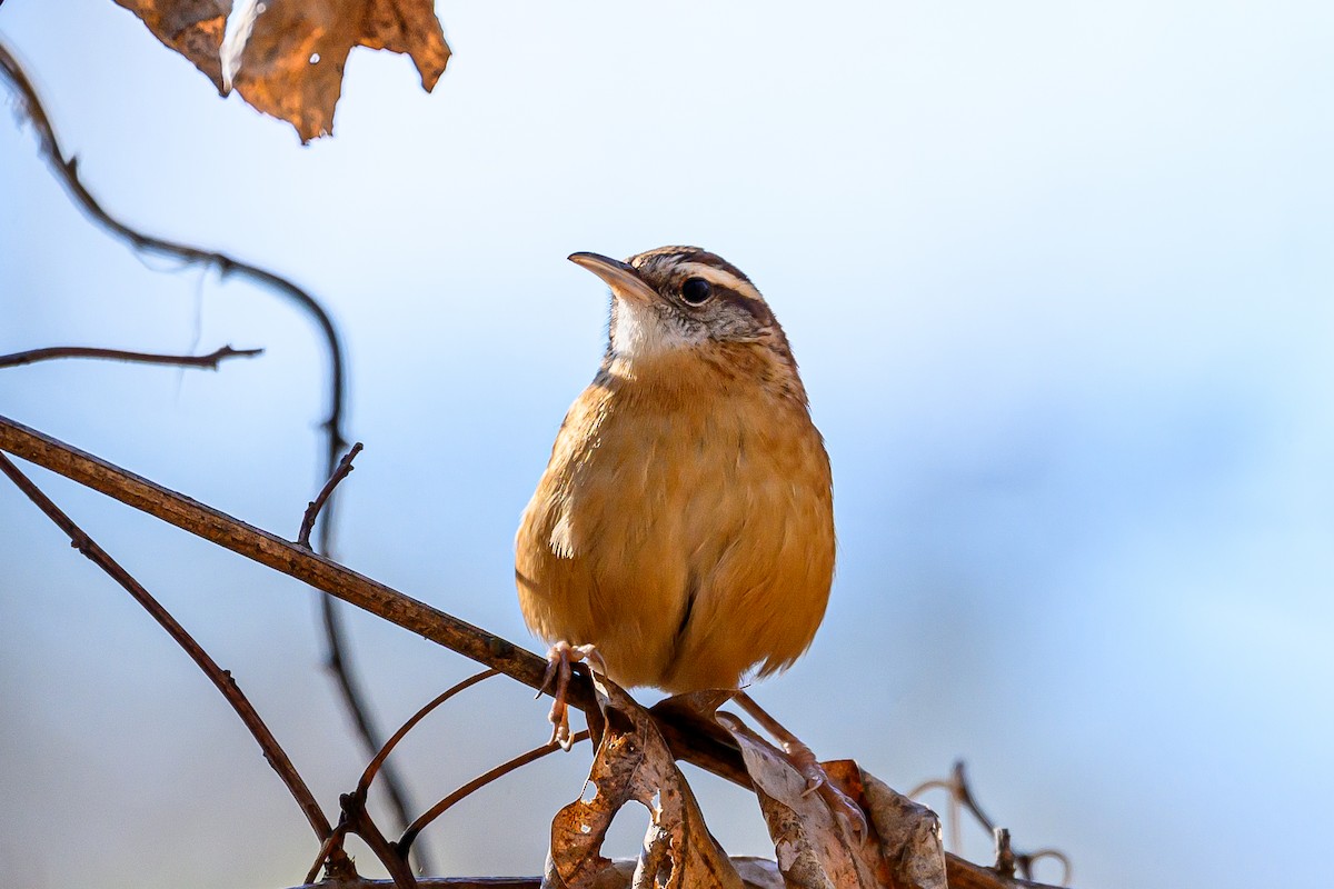 Carolina Wren - ML646216950