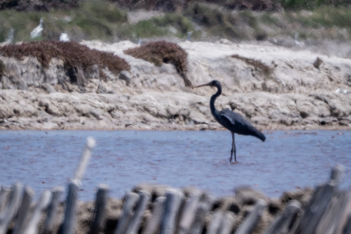 Humblot's Heron - ML646216951