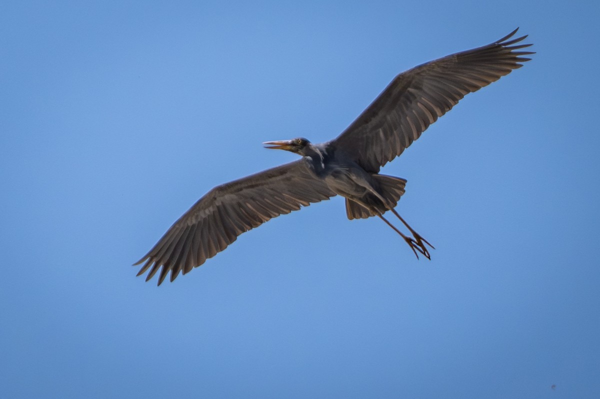 Humblot's Heron - ML646216952