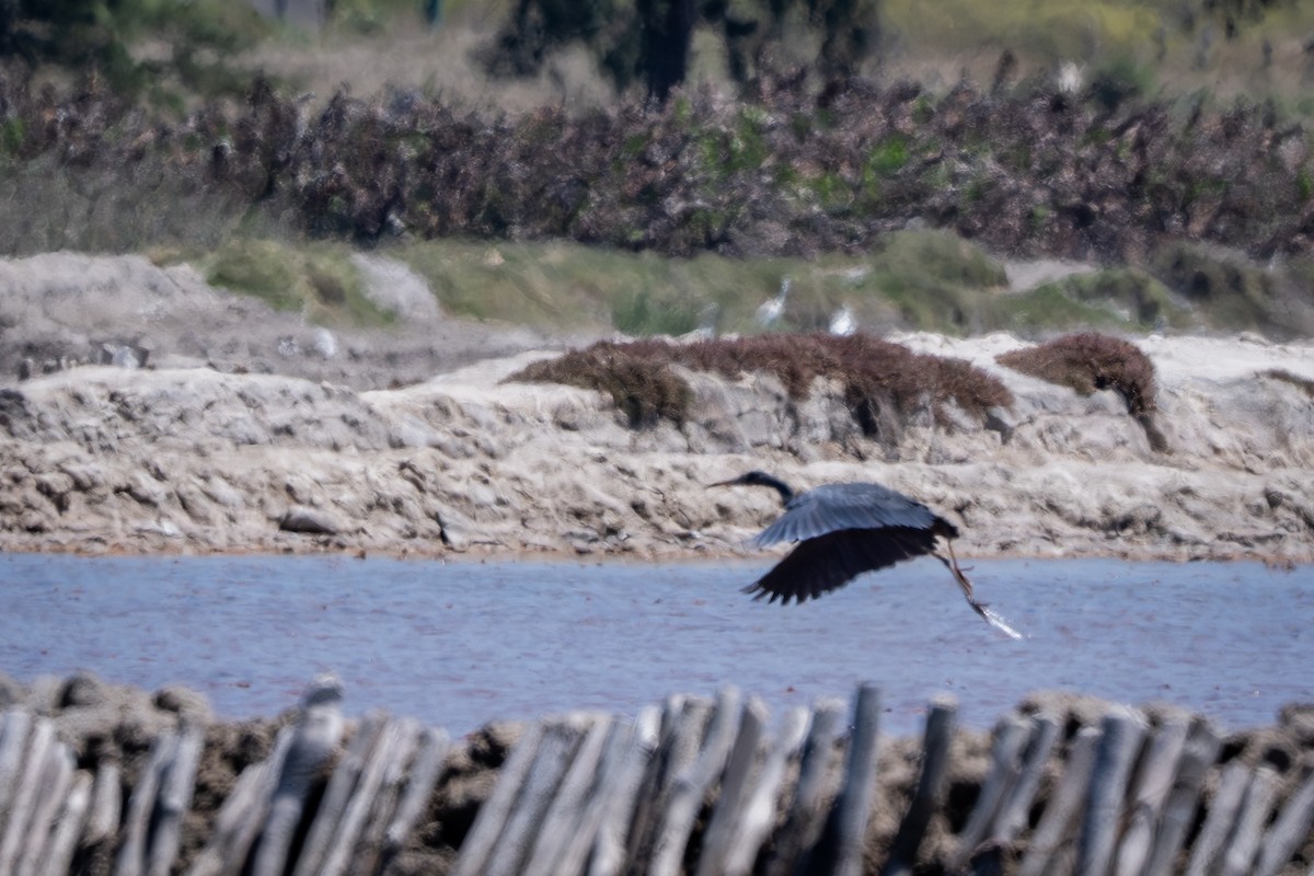 Humblot's Heron - ML646216953