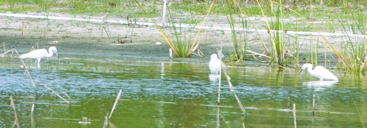 Koartza zuria - ML646216954