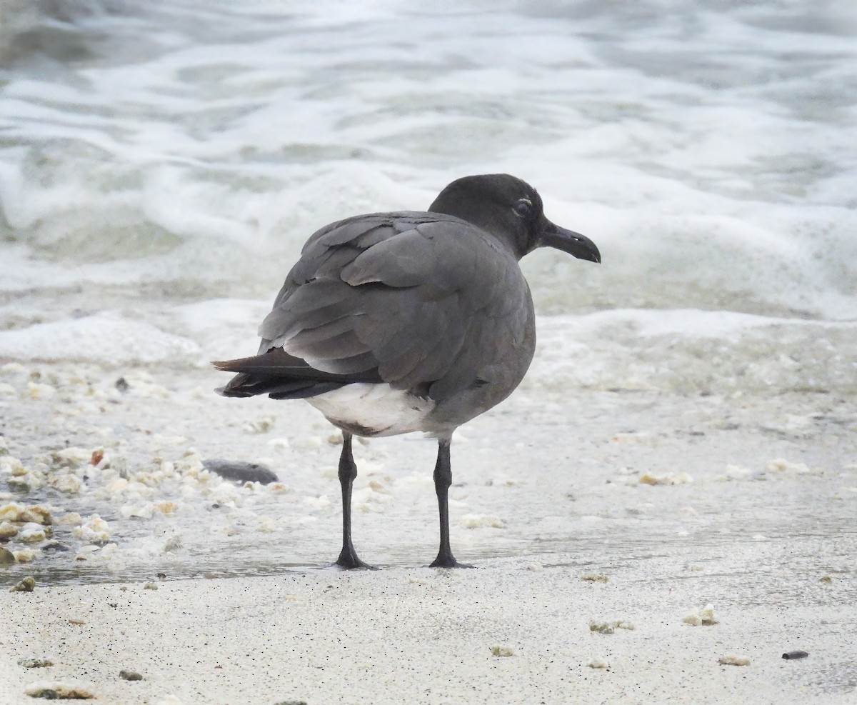 Lava Gull - ML646216955