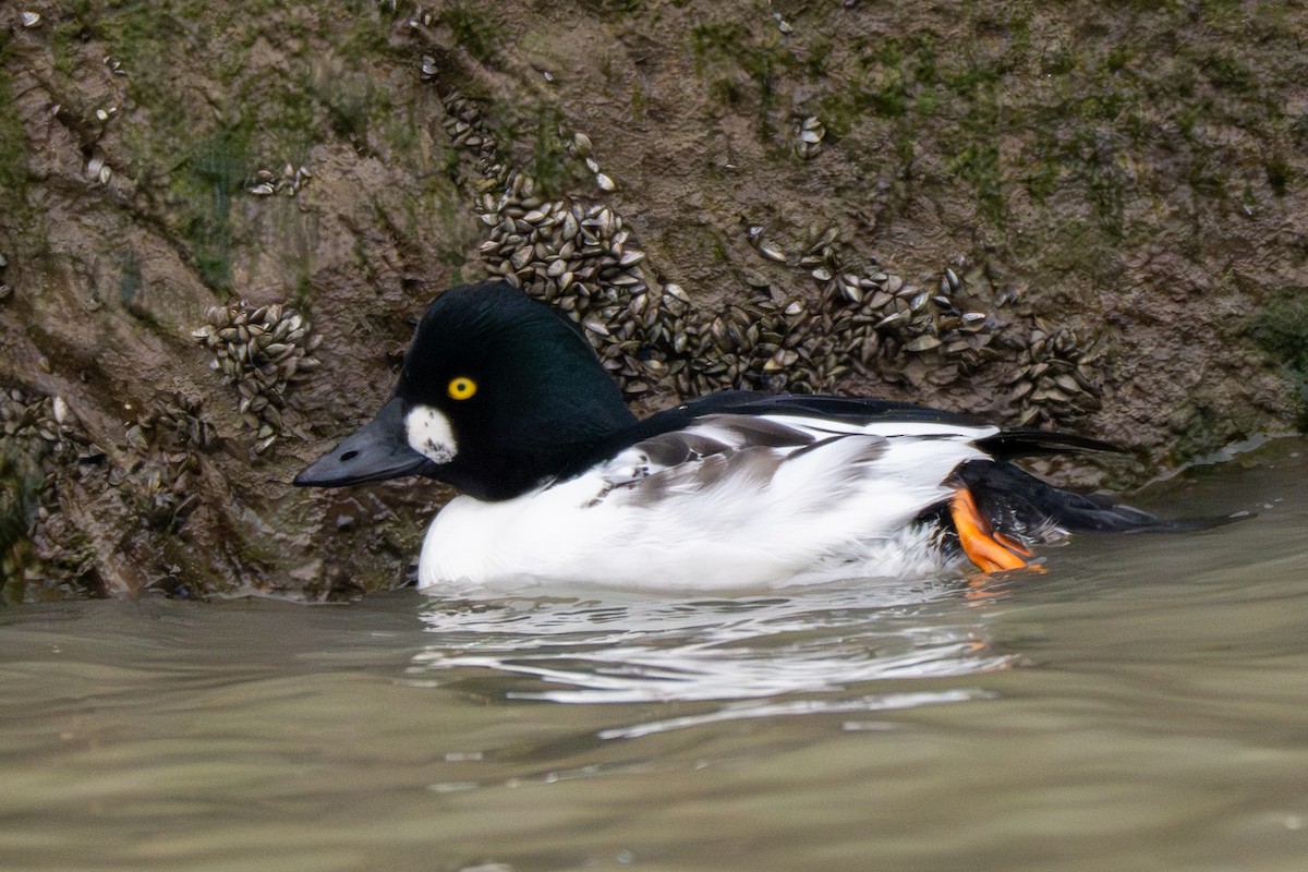 Common Goldeneye - ML646216961