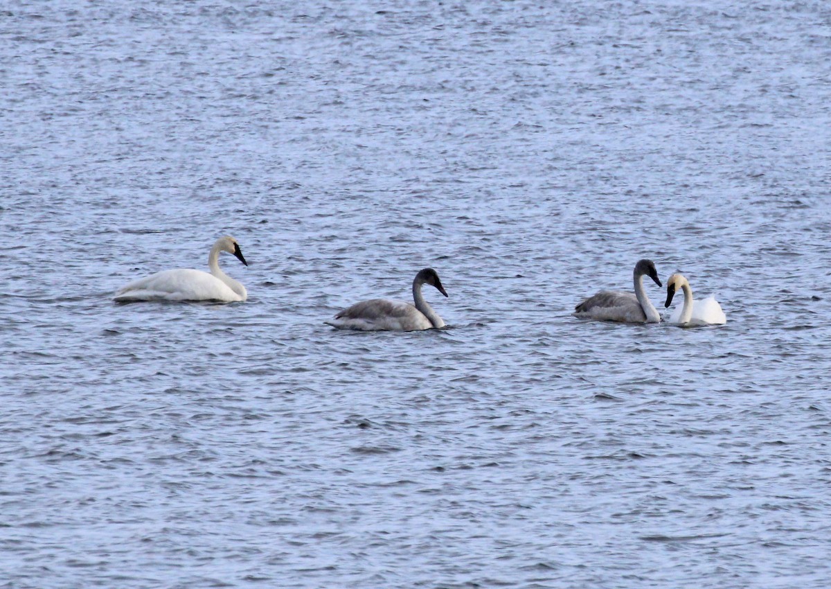 Trompeterschwan - ML646216964