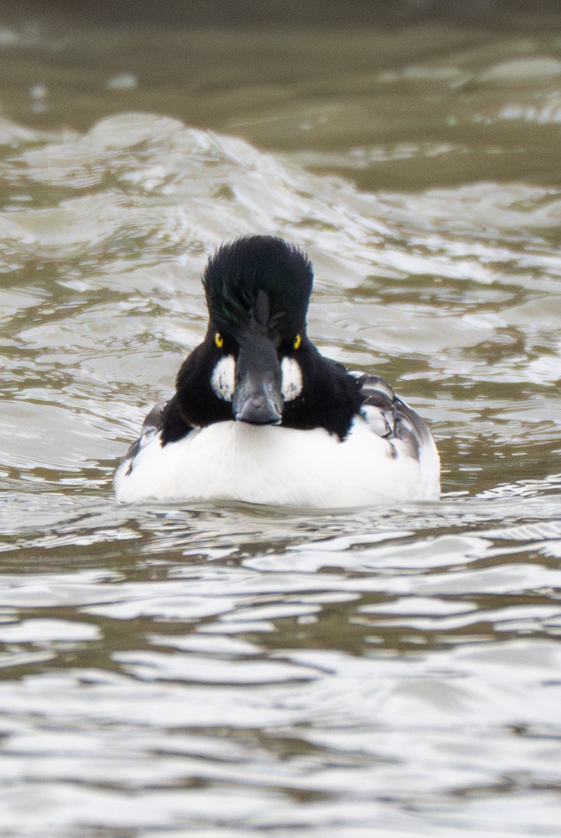 Common Goldeneye - ML646216965