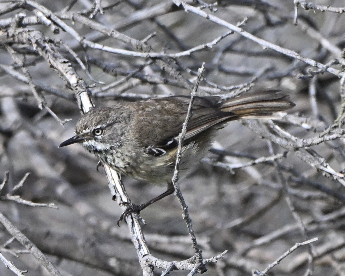 flekkbrystkrattsmett - ML646216966