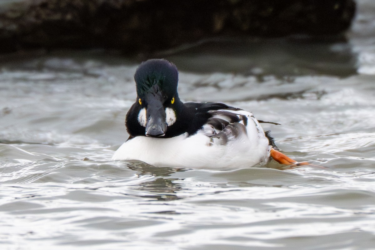 Common Goldeneye - ML646216967