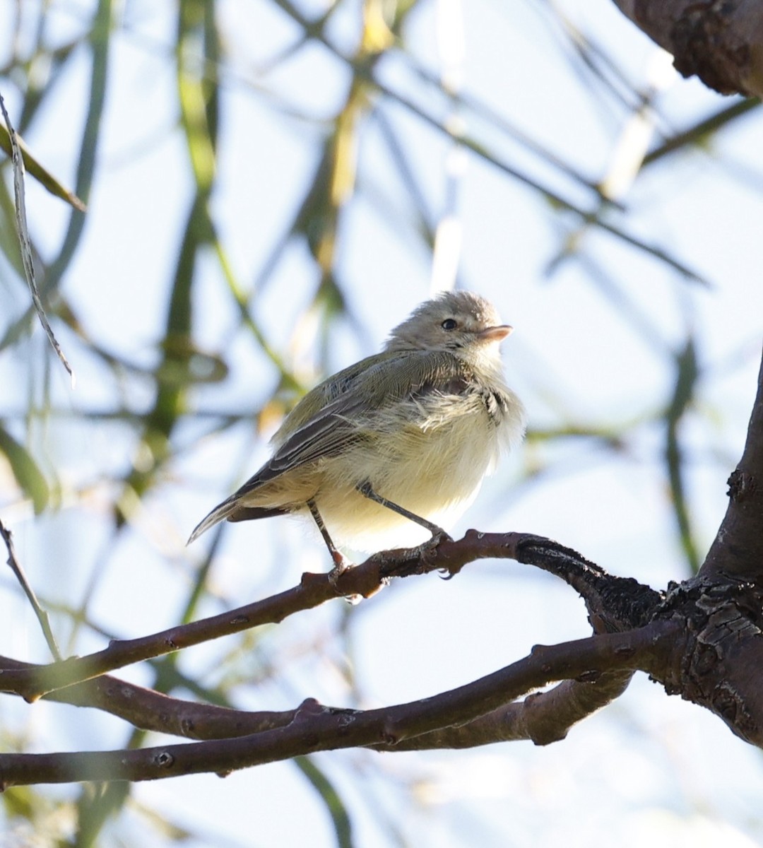 stumpnebb - ML646216968