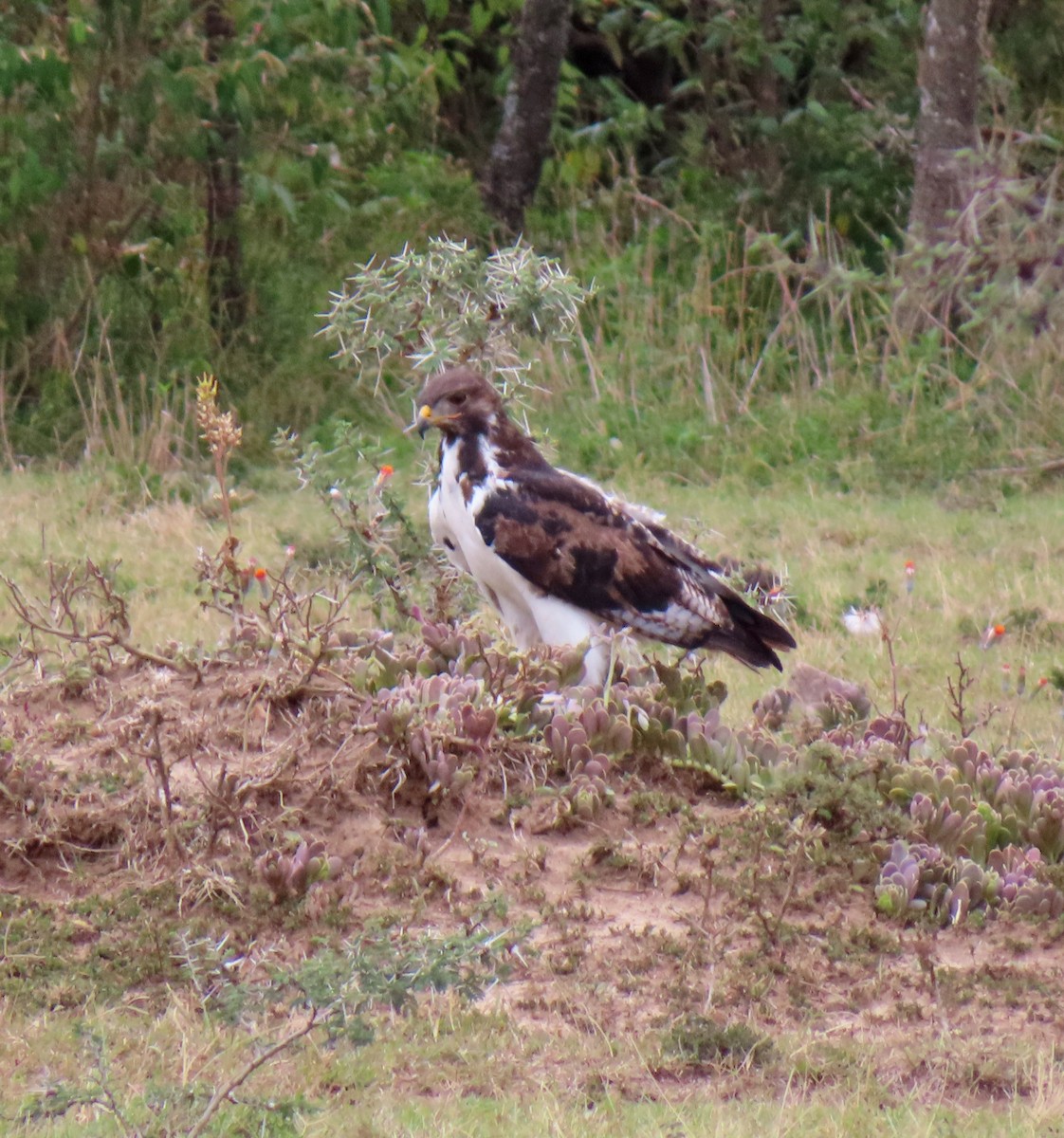 Tawny Eagle - ML646216970