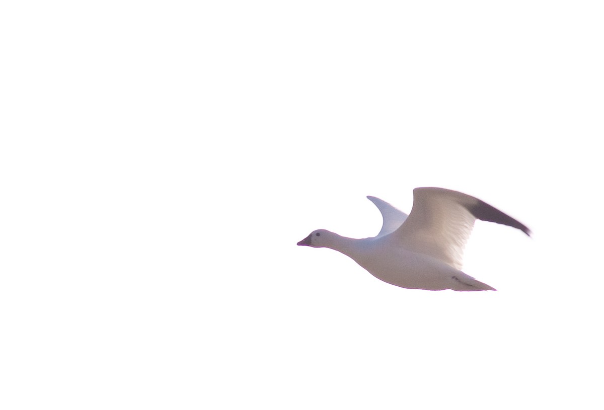 Ross's Goose - ML646216972