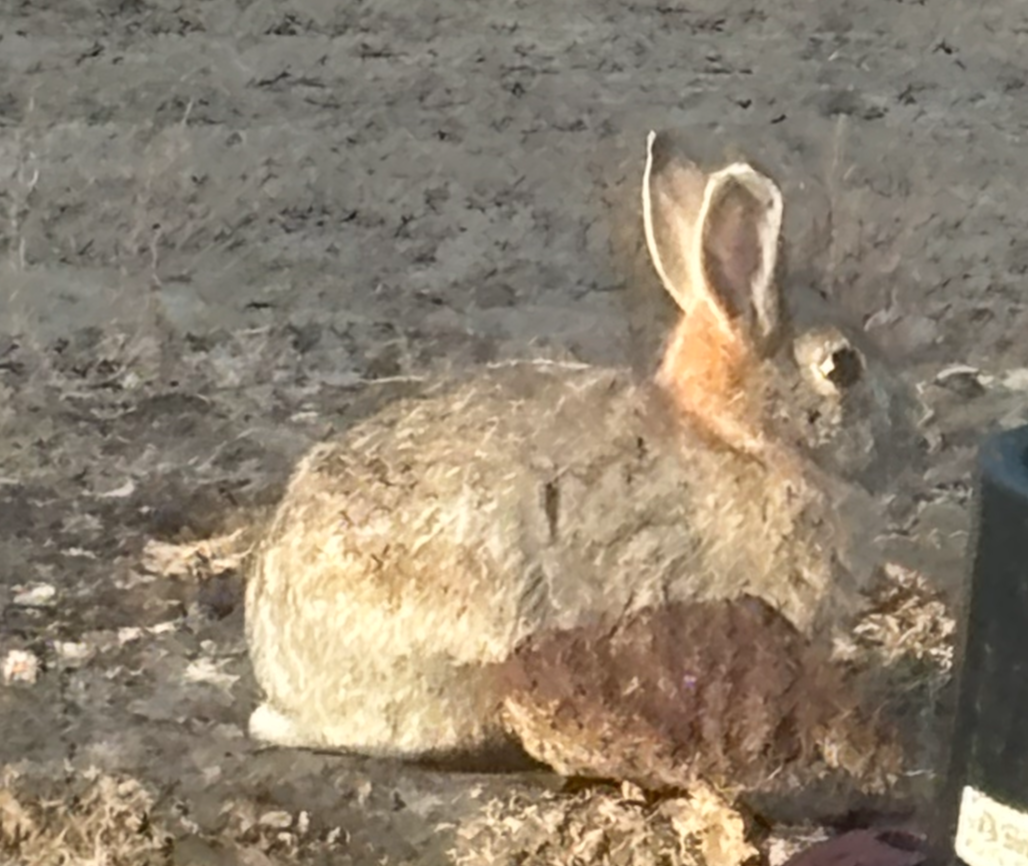 Mountain Cottontail - ML646216973