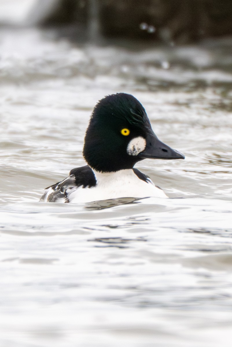 Common Goldeneye - ML646216974