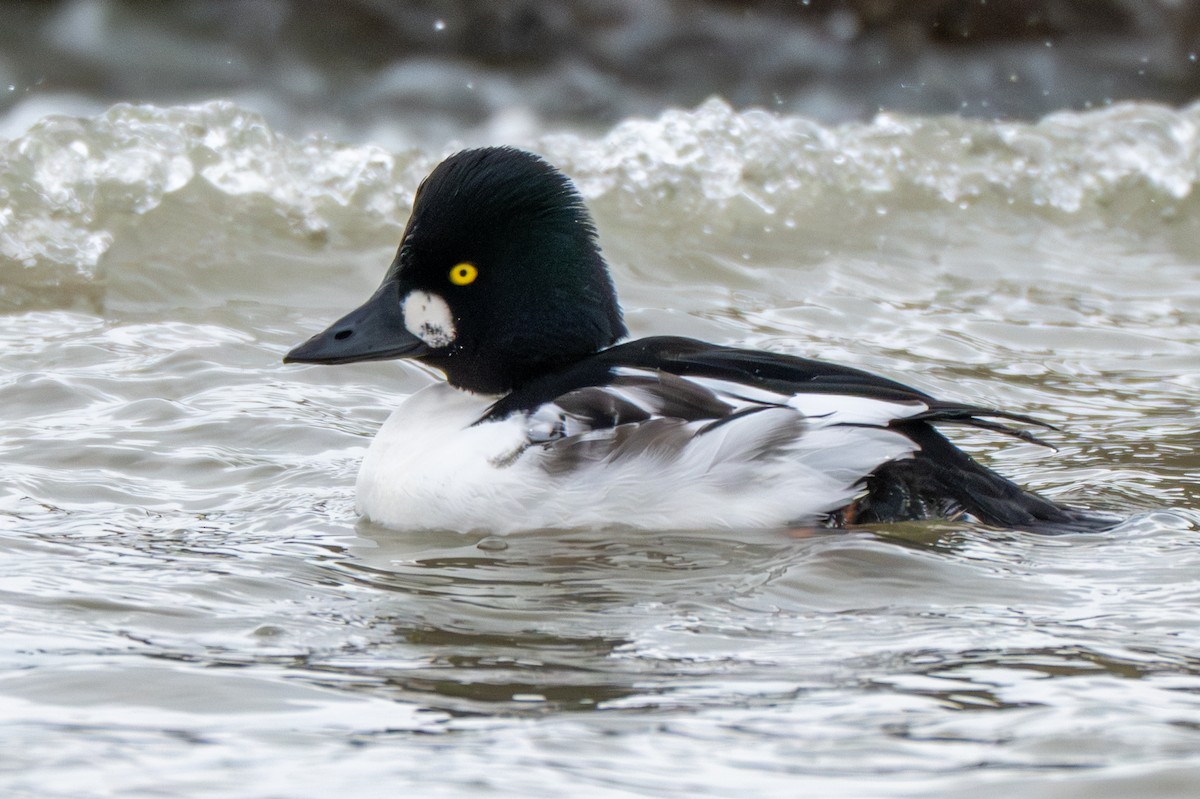 Common Goldeneye - ML646216977