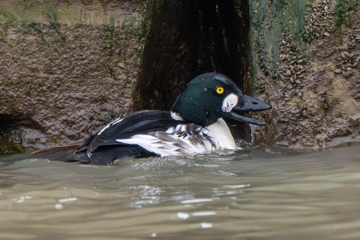 Common Goldeneye - ML646216983