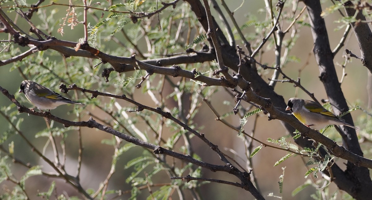 Lawrence's Goldfinch - ML646216984