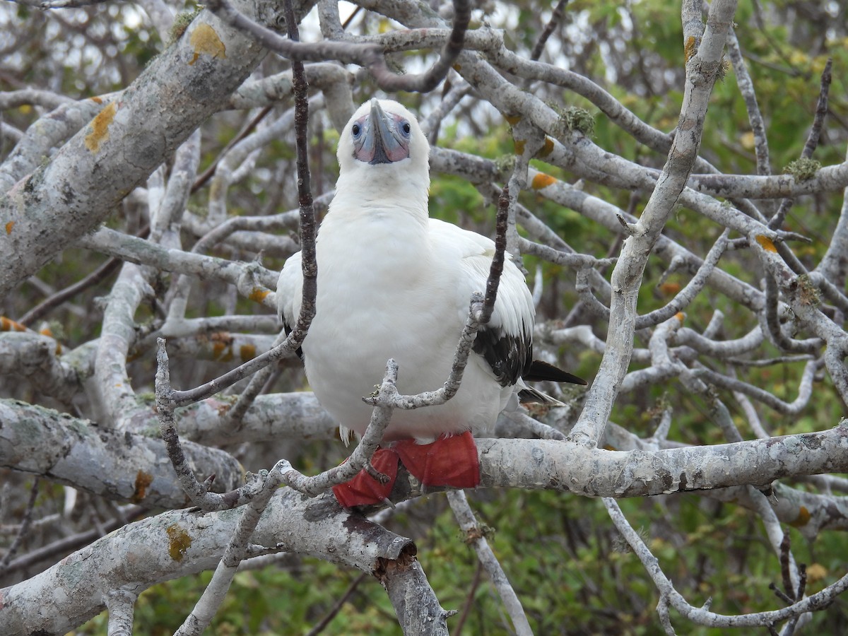 Сула червононога - ML646216986