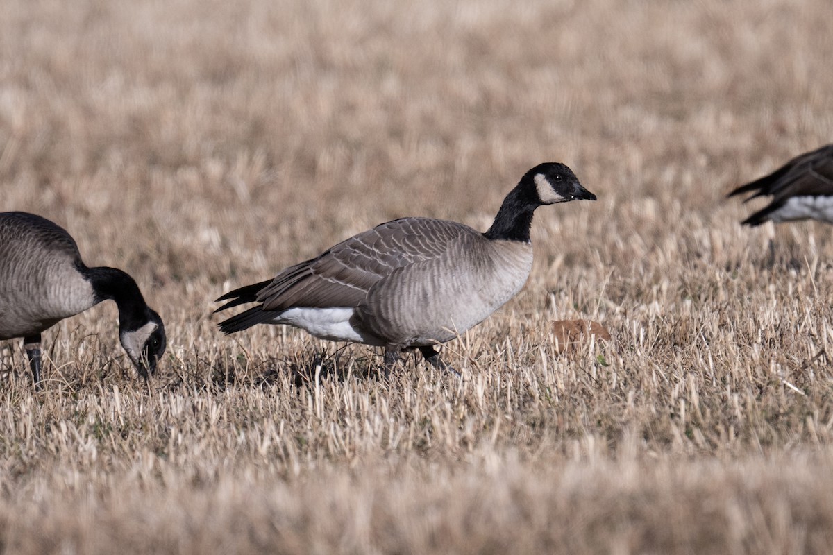 小加拿大雁 - ML646216990