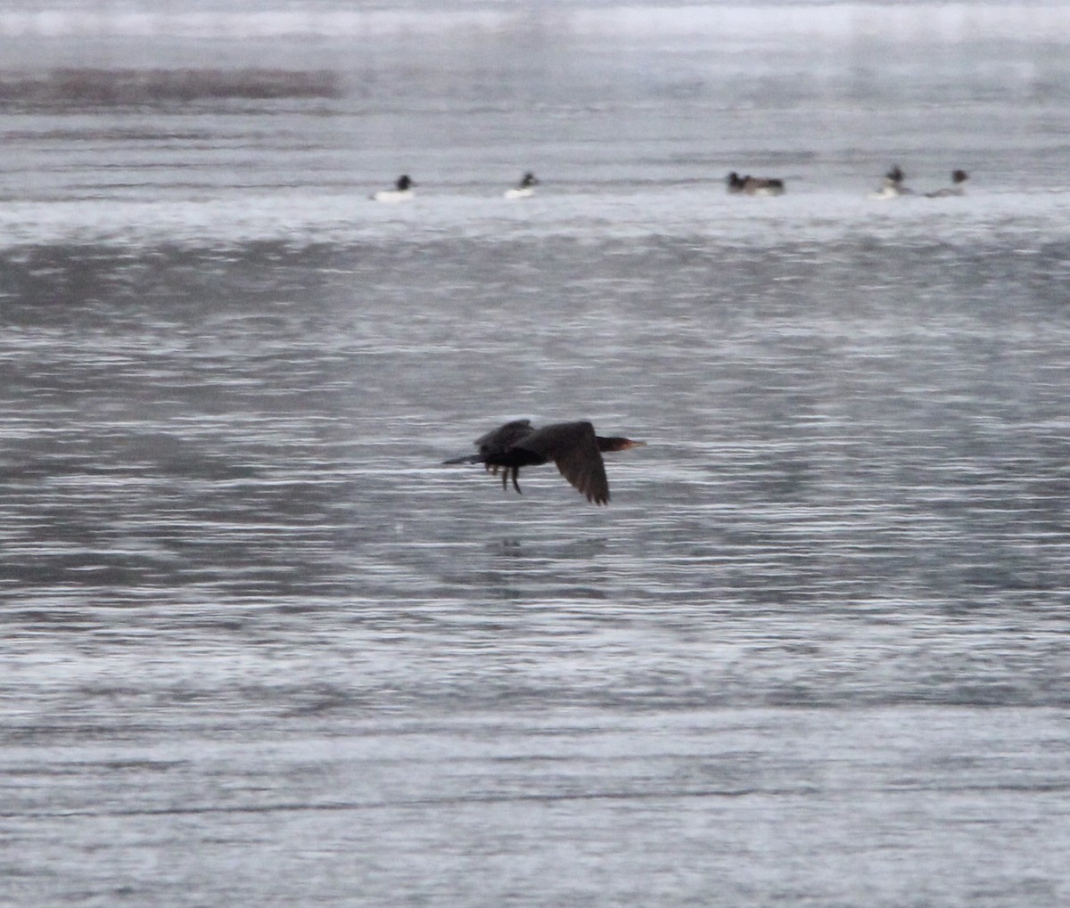Double-crested Cormorant - ML646216999