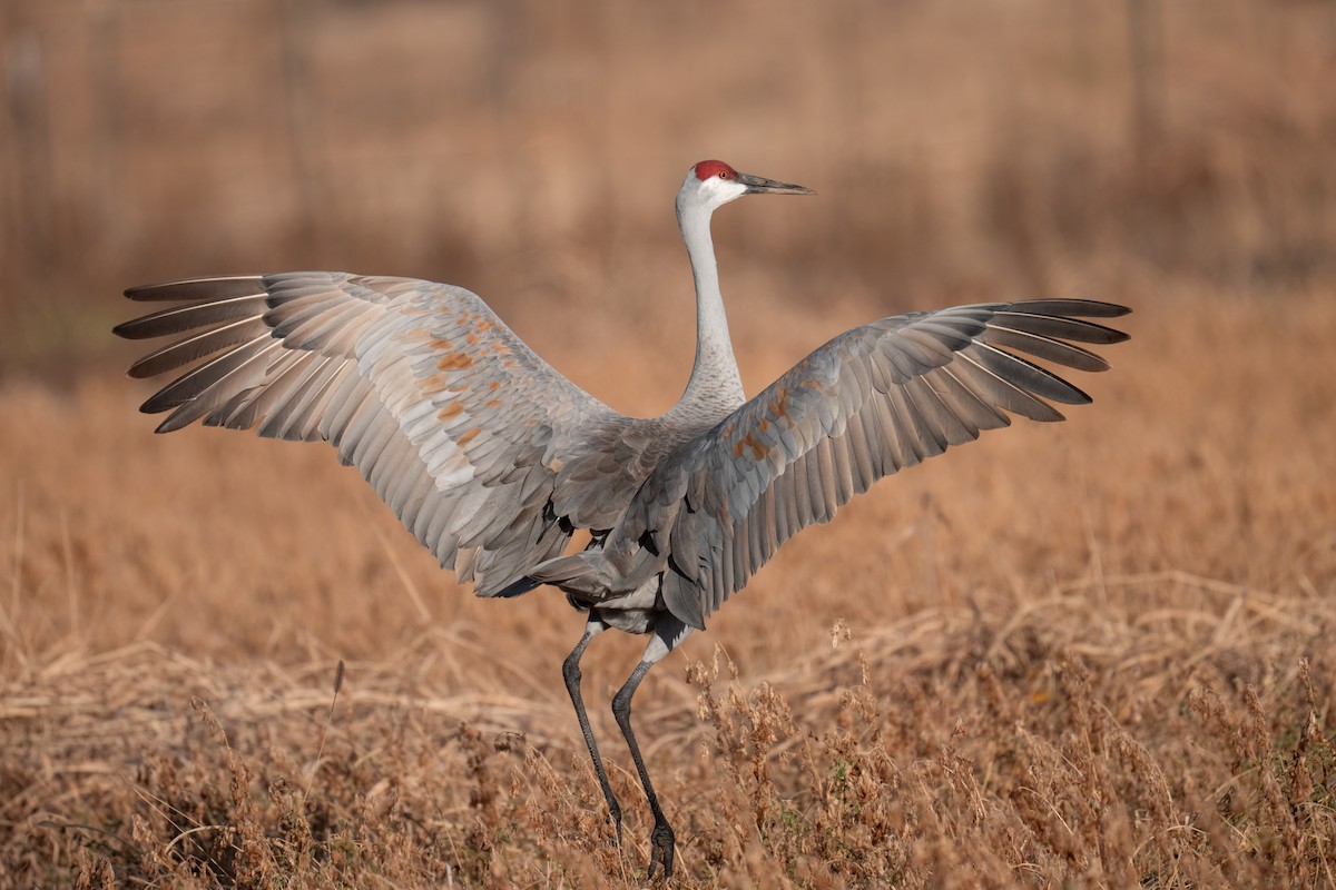 Sandhill Crane - ML646217002