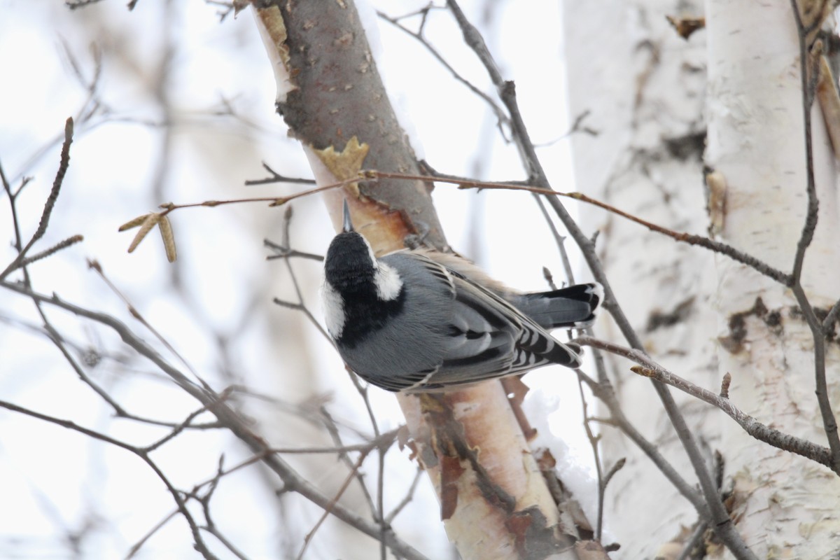 Sittelle à poitrine blanche (carolinensis) - ML646217003