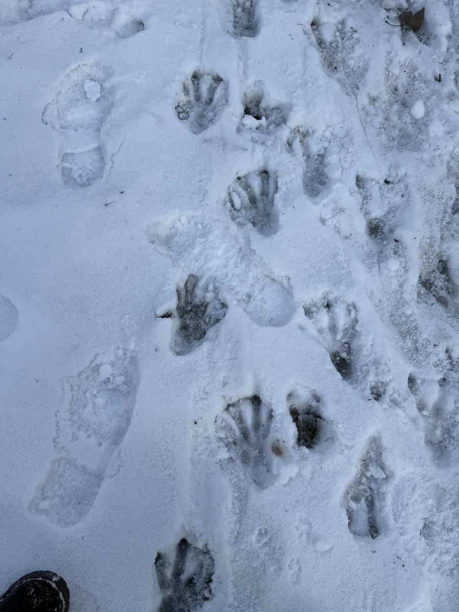 American Beaver - ML646217004