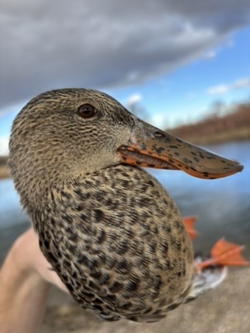 Northern Shoveler - ML646217012