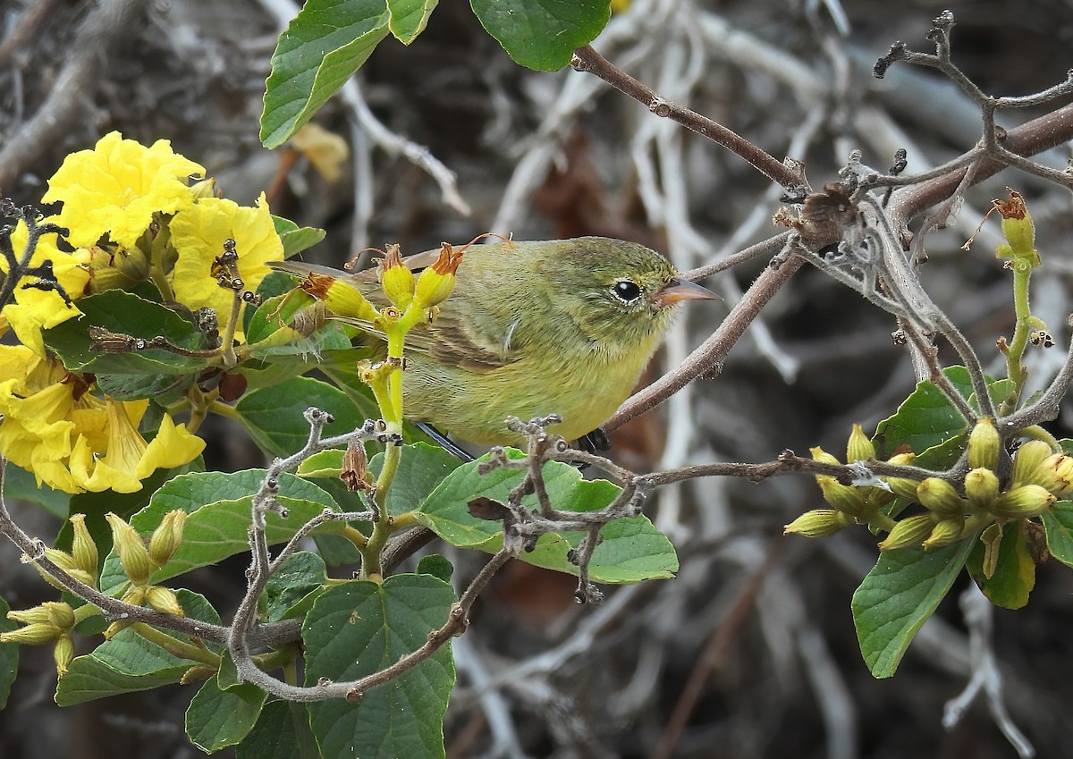 Gray Warbler-Finch - ML646217019