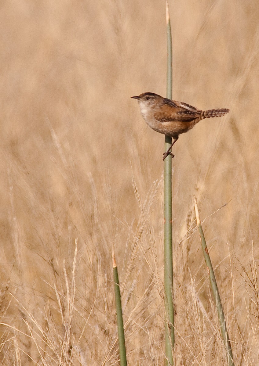 Marsh Wren - ML646217021
