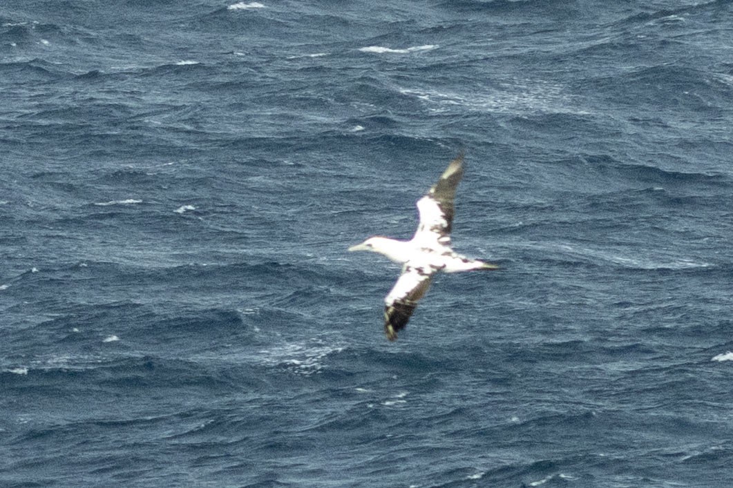 Australasian Gannet - ML646217022