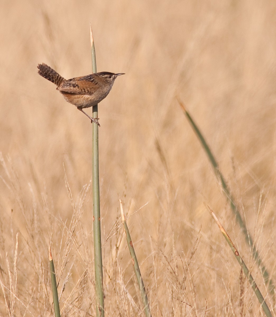 Marsh Wren - ML646217023