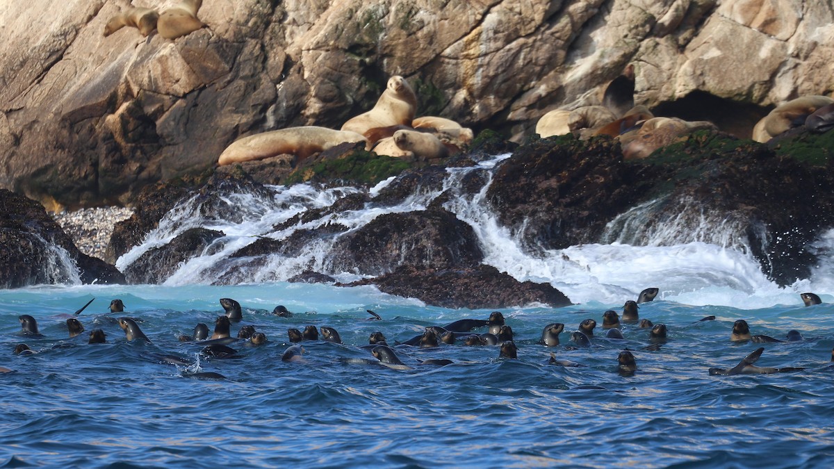 Animals - ML646217028