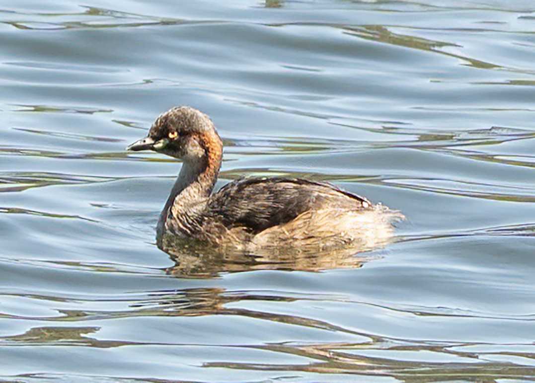 Австралийская поганка - ML646217030