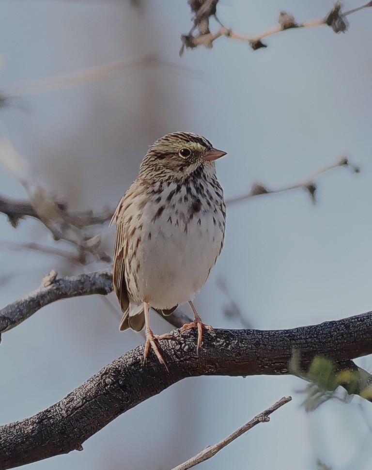 Savannah Sparrow - ML646217032