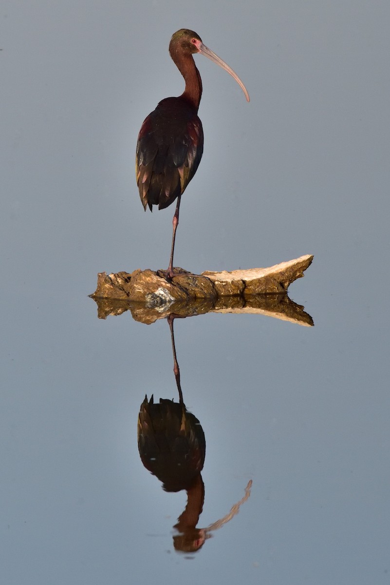 White-faced Ibis - ML646217033